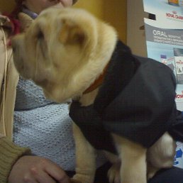 �������, ������, 45 ���