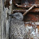 ������� �� ������� �����