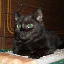 ���� �������, ��������, 47 ��� - ��������� 15 �������� 2013