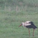 ���� ����, �����������, 38 ��� - ��������� 17 �������� 2013 � ������ �������