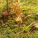  Svetlana, , 59  -  12  2014   )