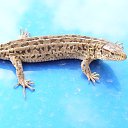 � � �� ����������� ��������!!!