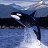 ���� Kasatka-���!, ������, 55 ��� - ��������� 2 ������ 2014