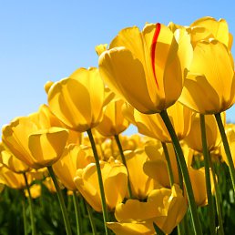 Qwarta, ����