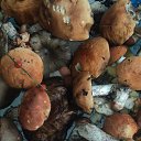 ������������ �� ������� ������ ������߻