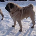 ���� ���������, ���������������, 61 ��� - ��������� 9 ������� 2014 � ������ �������