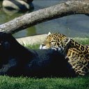 ���� �������, ���� - ��������� 13 ������ 2013 � ������ �Leo�