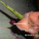 ���� ������, ������������, 70 ��� - ��������� 18 ������ 2013 � ������ ���� ����������