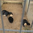 ���� ������, ������, 64 ���� - ��������� 21 �������� 2013 � ������ �� ����� ���� "�������" 18.09.2013�