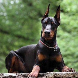 ���� ���� �������, ������, 34 ���� - ��������� 9 ������� 2013