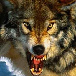 ���� ��������, �����-��������� - ��������� 17 ������� 2013