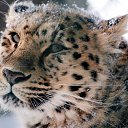 ���� �������, ���� - ��������� 13 ������ 2013 � ������ �Leo�