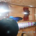 ���� ������, �����������, 71 ��� - ��������� 13 ����� 2014