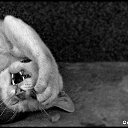 ���� �����, ������, 54 ���� - ��������� 25 ������� 2014 � ������ �FunnyAnimals�