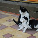 ���� ������, ������������, 47 ��� - ��������� 21 ������ 2013