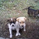 �������� ))) �� ������� ���� ����������