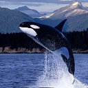 ���� Kasatka-���!, ������, 55 ��� - ��������� 2 ������ 2014
