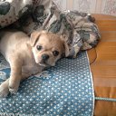 ��� �������