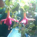  Masha, , 43  -  7  2013    