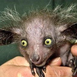 �����)), �����������, 46 ���