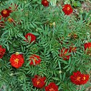 ���� ������� �., ����� - ��������� 17 ������� 2013 � ������ �������