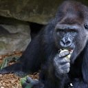 ���� ������, �����������, 77 ��� - ��������� 20 �������� 2013 � ������ ���� ����������