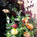 ����� � ����������� ���������� �� ������� ���� ����������