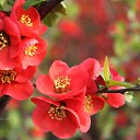  Viktoria Aleksandrina,  -  4  2014    