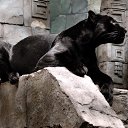 ���� �������, ���� - ��������� 13 ������ 2013 � ������ �Leo�