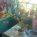  Masha, , 43  -  7  2013    