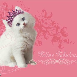 ��������, ��������������, 38 ���