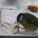 ���� ��������, �����-��������� - ��������� 21 �������� 2013 � ������ ���� ����������