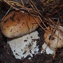 ���� ��������� ������, ������, 55 ��� - ��������� 2 ������� 2013 � ������ ���� ����������