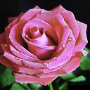 ���� �����, �����������, 48 ��� - ��������� 7 ������� 2013 � ������ ���� ����������