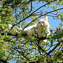  , , 71  -  4  2014   ,  ...!