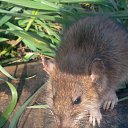 ���� �������, �����������, 32 ���� - ��������� 31 ������� 2013 � ������ ���� ����������