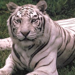 ���� �������, �����������, 48 ��� - ��������� 5 ������ 2013