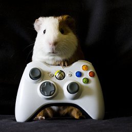 ���������, ����������, 45 ���