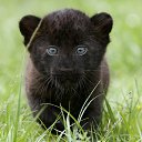 ���� �������, ���� - ��������� 13 ������ 2013 � ������ �Leo�