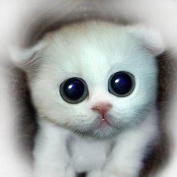 ����, �����������, 47 ���