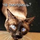 ���� ���������, �������� - ��������� 28 ������� 2013