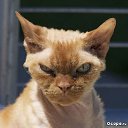 ���� �����, ������, 54 ���� - ��������� 25 ������� 2014 � ������ �FunnyAnimals�
