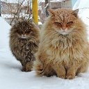 -   -  ...)))))))))))   ,  ...!