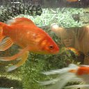 ���� ���������, �������, 63 ���� - ��������� 18 ������ 2014 � ������ ���� ����������