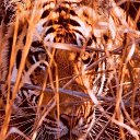  , , 56  -  9  2013   ջ