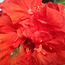 �������� �������� �� ������� ���� ������ ���