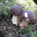 ���� ���������, �����-���������, 61 ��� - ��������� 1 �������� 2013