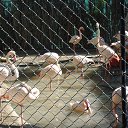 Dubai zoo �� ������� �Dubai 2013g�