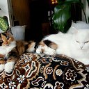 ���� �������, ������-���, 56 ��� - ��������� 20 ������� 2013 � ������ ���� ����������