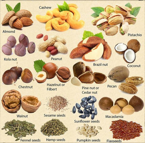 Nuts and seeds.Almond - миндальCashew - кешьюPistachio - фисташкиKola nut - орех колаPeanut - ...